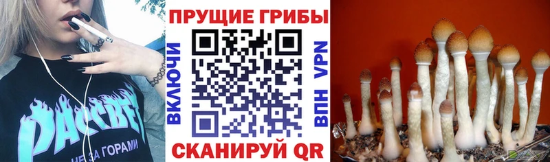 Псилоцибиновые грибы Psilocybe  Аша 